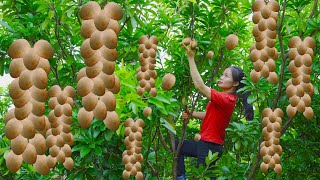 Thanh Farm Harvests Sapodilla From High Above  Makes Papaya Salad To Sell At The Market [upl. by Akirat]