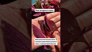 Red Amaranthus leaves in pregnancy pregnancydiet pregnancynutrition pregnancysuperfoods [upl. by Bik281]