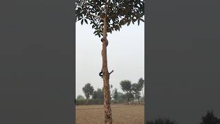 THE WORST SNAKES That Can CLIMB TREES Exposed [upl. by Jeni339]