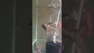 Gave snails to fish shop viralvideo aquarium fishhobbyist bangalore tamil [upl. by Grote]