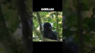 Why Do Gorillas Beat Their Chests  The Truth 🤓 [upl. by Harley260]