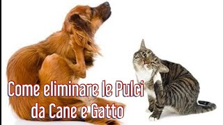 Come eliminare le pulci da Cane e Gatto  Salute Cane e Gatto [upl. by Burlie35]