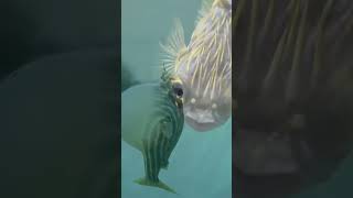 డాల్ఫిన్స్  Dolphins Playing with Puffer Fish telugufacts telugufactsshorts [upl. by Murvyn]