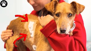 How to Attach a Holter Monitor to a Dog’s Heart [upl. by Artenahs]