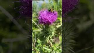 Осот або будяк звичайний Cirsium vulgare у Вроцлаві nature [upl. by Adnalue98]