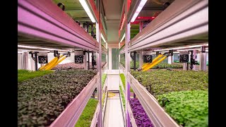 Introducing Tungsram Vertical Farming [upl. by Emmalyn]