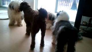 Old English Sheepdog  Fun  home [upl. by Sheryl472]