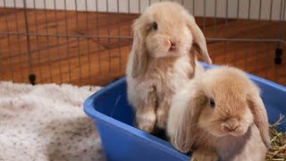 Baby Bunny Update  7 Week Old Holland Lop Bunnies [upl. by Burman]