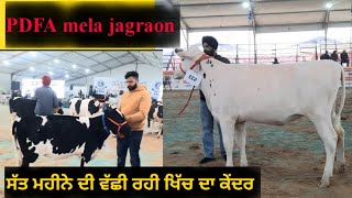 PDFA mela 2024 दुध के दांत जबर्दस्त बछडियां champion hf heifer in jagraon mela jbs video [upl. by Maddi]