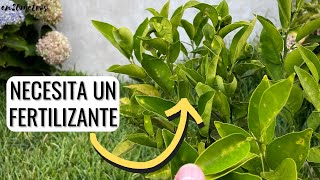 CÓMO FERTILIZAR UN CÍTRICO mejor fertilizantes caseros o comerciales  en20metros [upl. by Eerazed458]