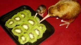 Kiwi come Kiwi [upl. by Yelak]