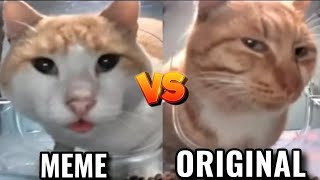 Cat Eat On front of Camera MEME VS ORIGINAL [upl. by Ennovy]