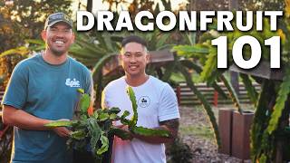 How To Grow Dragon Fruit COMPLETE GUIDE [upl. by Arriaet]