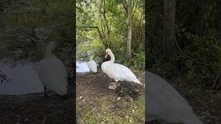 Beautiful yet aggressive 🦢  justlikeme swan [upl. by Christina]