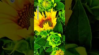 The sunflower blooming very quickly 🌻shorts sunflower flowers trending shortvideo [upl. by Manwell127]