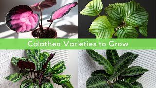 15 Calathea Varieties to Grow at Home  Calathea Plant Varietie [upl. by Tempest]