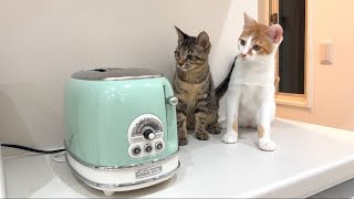 トースターから食パンが飛び出してきたときの子猫たちのリアクションが100点すぎましたw [upl. by Emalee]