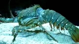 Pet lobster molting his shell [upl. by Neddy]