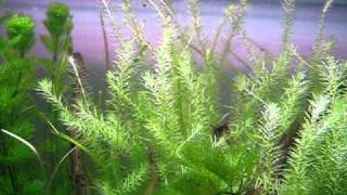 Aquatic plants bubbling [upl. by Arevle]