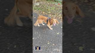 Cute spaniel gives me the run around cockerspaniel pets funnydogs [upl. by Origra]