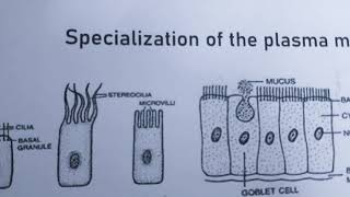 BiologyClass11 Modification of plasma membrane [upl. by Mayman]