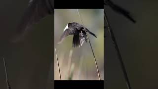 Yellowheaded Blackbirds on a bright summer morning birds birdphotography wildlife nature [upl. by Malanie]