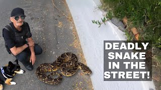 DEADLY SNAKE IN THE STREET [upl. by Higgins]