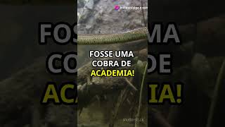 3 Curiosidades sobre a Cobra Sucuri Amarela curiosidades animals curiosidadessobreanimais [upl. by Brag]