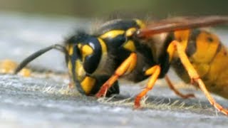 Facts About Bees 🐝  Secret Nature  Bee Documentary  Natural History Channel [upl. by Thrift]