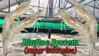 Super Intensive Biofloc Shrimp Farming  Vannamei Farming [upl. by Toft982]