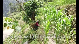 Nepalese women working in a maize field in Birethanti Nepal [upl. by Eciral]