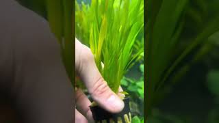 Vallisneria ASIATICA BIWAENSIS Aquarium Plant For Sale [upl. by Maye]