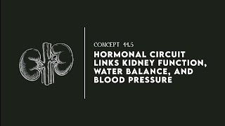 Hormonal Circuit Link Kidney Function Water Balance and Blood Pressure [upl. by Colbert344]