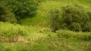 Bosley Fete Fell Race 2012 [upl. by Niveek]