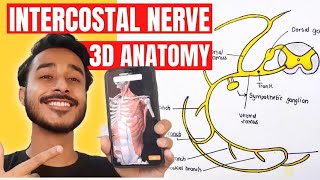 Typical intercostal nerve anatomy 3d  intercostal nerve branches  course of intercostal nerve [upl. by Selhorst]