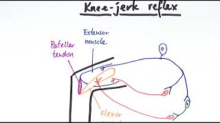 A2 Biology  Reflexes OCR A Chapter 138 [upl. by Sergo580]