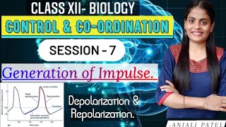 Class XII Biology  Control and Coordination  Depolarization and Repolarization of impulse [upl. by Neeka]