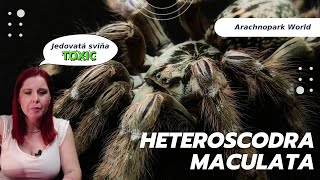 Jedovatý bílý duch Heteroscodra maculata AW arachnoparkworld [upl. by Gagliano]