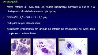 Aula 08  Leishmania spp e Leishmaniose Parte I [upl. by Lori]