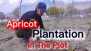 plantation Of Apricot trees  Seasonal Atmospheric Work up [upl. by Hobey]