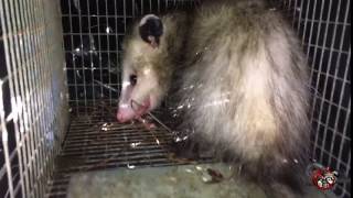 Opossum Removed from a House in Atlanta Georgia [upl. by Genie]