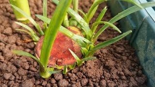 Amaryllis  propagating amaryllis the best way to multiply lily orchids fast [upl. by Hteik]