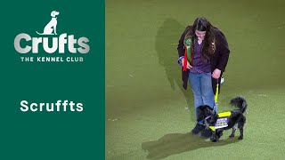 Scruffts Final  Crufts 2023 [upl. by Worthy]