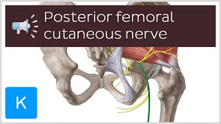 Posterior femoral cutaneous nerve  Anatomical Terms Pronunciation by Kenhub [upl. by Leuqram]