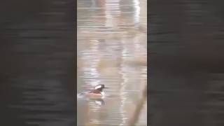 Hooded mergansers at the Willows park January 2019 birds [upl. by Reifel]