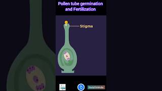 Pollen tube germination and Fertilization Quick Overview [upl. by Aniaj]