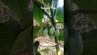 Giant Tamarillo Plant Tomato Tree farming heirloomplants gardening garden agriculture plants [upl. by Illa780]