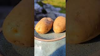 New true potato seed potatoes this year TPS [upl. by Grube697]