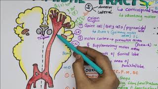 Corticospinal tracts Pyramidal Tracts Pathway Neurophysiology Super Easy Explanation [upl. by Sholem]