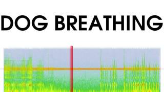 Dog Breathing Sound Effect [upl. by Leahcam4]